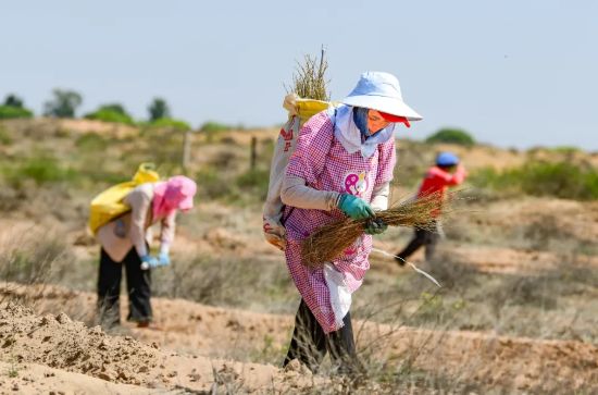 治沙人員在毛烏素沙漠栽種檸條。（王正 攝）.webp